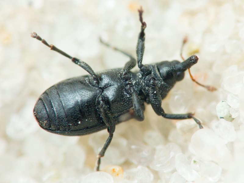 Magdalis (Edo) ruficornis (Linnaeus, 1758)